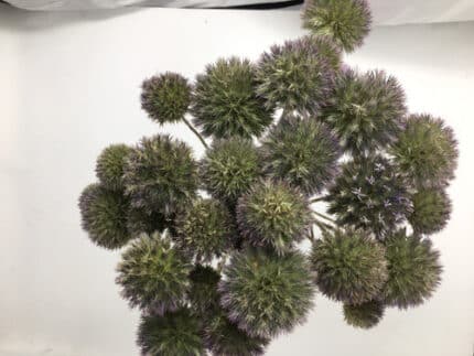 Eryngium Pop holl(10st)