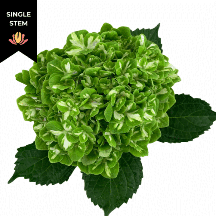 Hydrangea Emerald Variegated sole (stem)