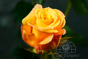 CONGA(yellow) 70rprima
