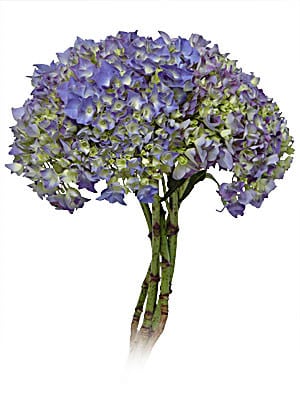 Hydra.Shocking Blue rfi(st)