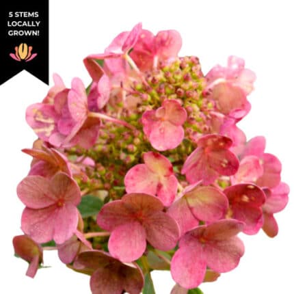 Hydro Quickfire Pink cramer