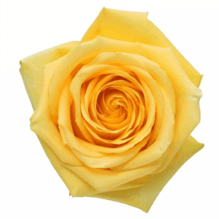 Rose Hummer 50cm rio