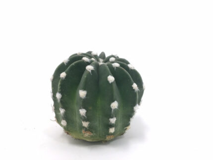 Cactus Subdenudata holl(STEM)