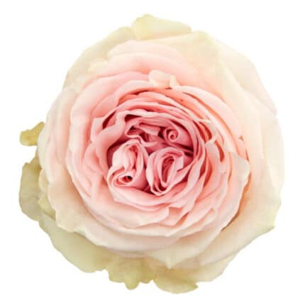 Rose Duchess holex
