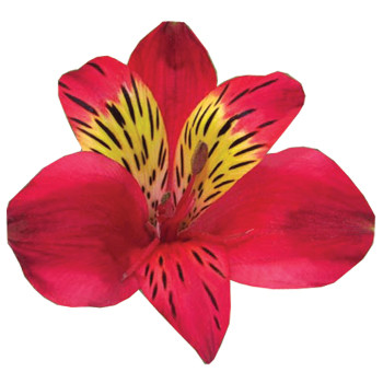 Alstro. Red multiflor