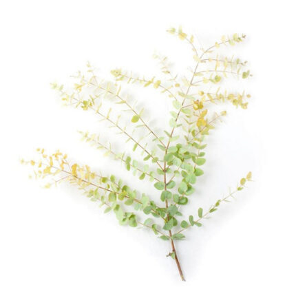 Eucalyptus Stuartiana Autumn h