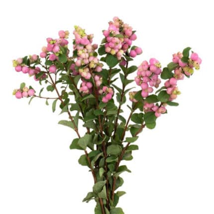 Snowberries Spray Lt Pink chil