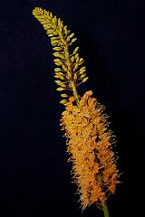 Eremerus 115(h)(orange)