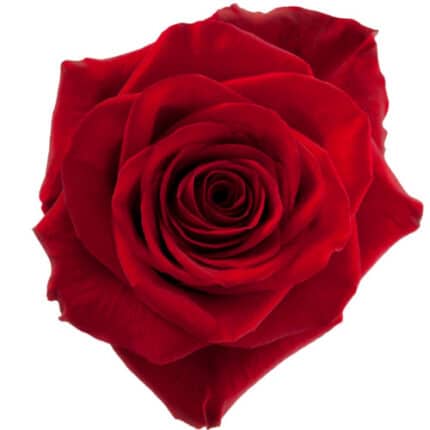 Rose Freedom 70cm priv coll ri