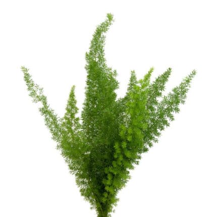 Meyeri (Foxtail)