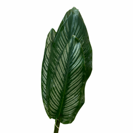 Calathea Silver Stripe fgrove