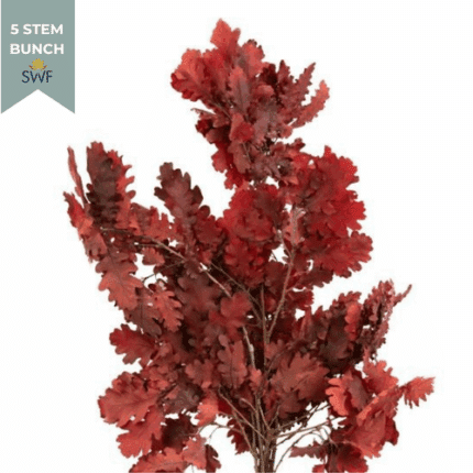 Dried OakLeaves Red holex