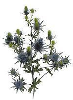 Eryngium Blue Bell 60cm gdns(5st)