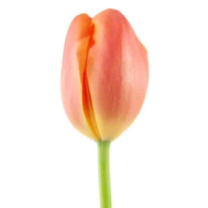Tulip Orange v.d.