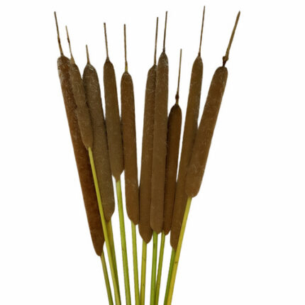 Cattails tutuli