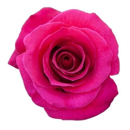 Rose HotLady 40cm sunrite