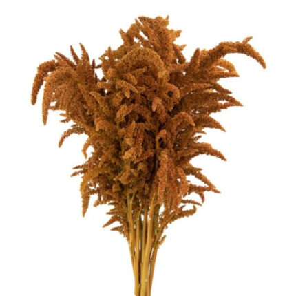 Amaranthus Bronze Upright Mell