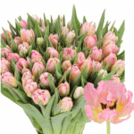 Tulip Dbl Dotcom holl extra