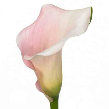 Callas SweetArt holl(palepk)