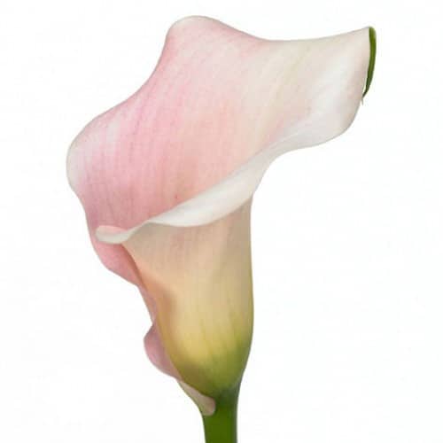 27737328-814b-4586-a548-0ffe838bd640.jpg Callas SweetArt holl(palepk) - Image 1