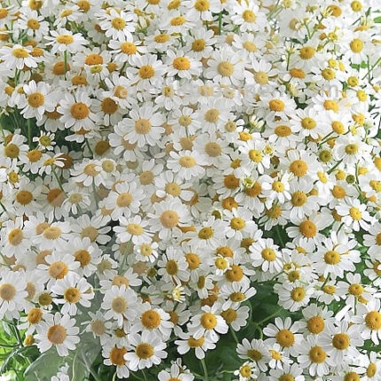 Tanacetum Victory Enke holl
