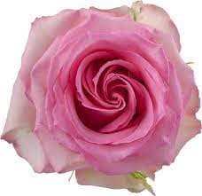 Rose SweetUnique 50cm tessa