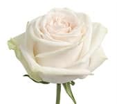 Rose GardenSpirit 50cm trilogy