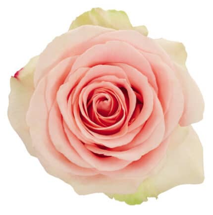 Rose Chablis 60cm. rfi