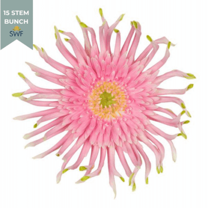 Gerber Pasta Emma holl(15st)