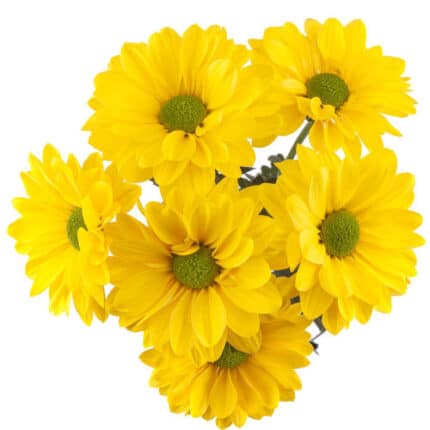 Pom Daisy Brazilian Yell. SOLE