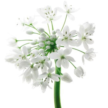 Allium Neopolitan Spray White