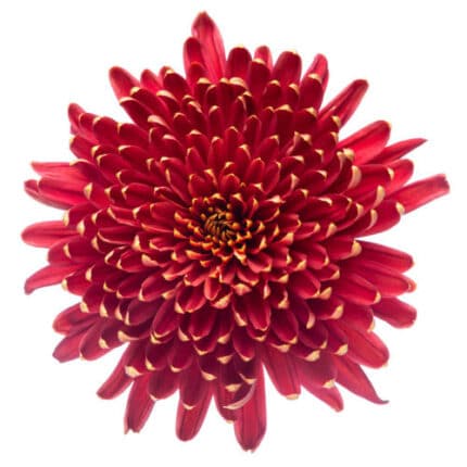 Mum Cremon Roseta Red Sole