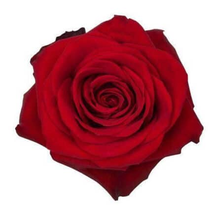 Rose Freedom 40cm(100case)sunr