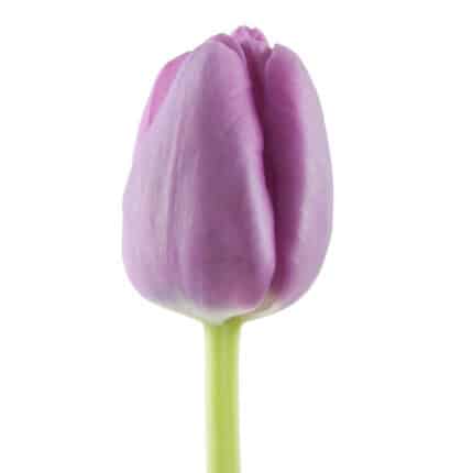 Tulip Dbl Lt Purple holl