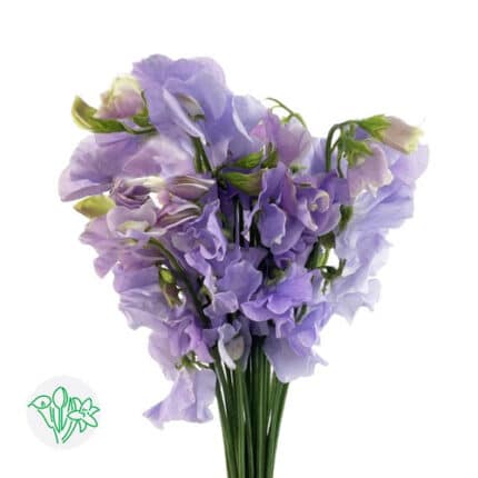 Sweet Pea Angel Blue holex