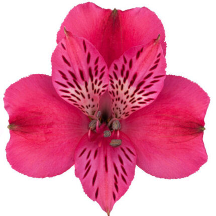 Alstro Sel HotPink Tessa