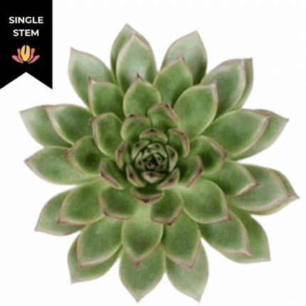 Succulent Belga holl(STEM)