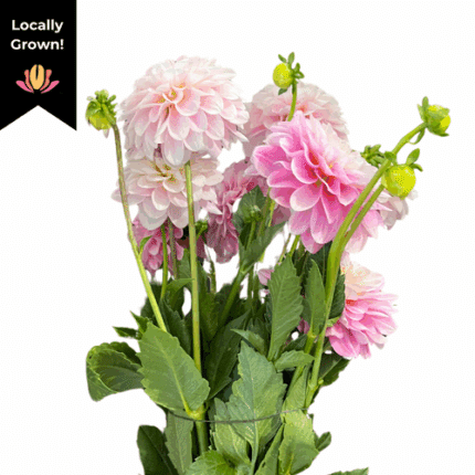 Dahlia Blush local