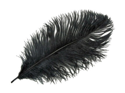 Feather Ostrich 19"Black each