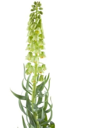 Frittillaria IvoryBells holl (ST)