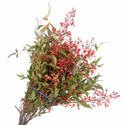 Nandina Berries continental