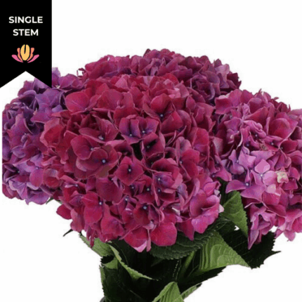 Hydrangea Mag Ruby Red Purple