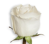 Absolute (white) 50 rfi