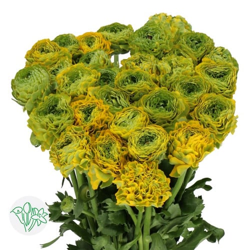 280d47c8-8486-4523-8ce2-4938d1b5115e.jpg Ranunculus PonPon Grn/Yel holl - Image 1