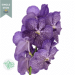 Vanda Purple holl(STEM) - Image 2