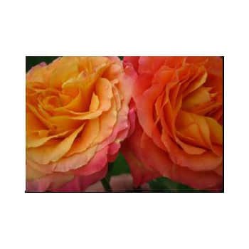 Org sunset gdn rose alex(12)