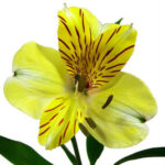 Alstro Yellow fresca sel