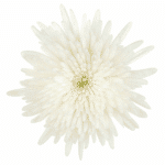 Mum Delistar White mia(12cs)