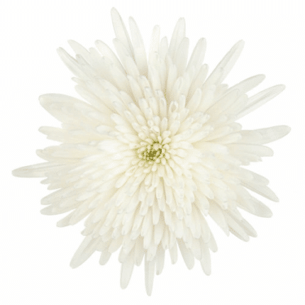 Mum Delistar White mia(12cs)