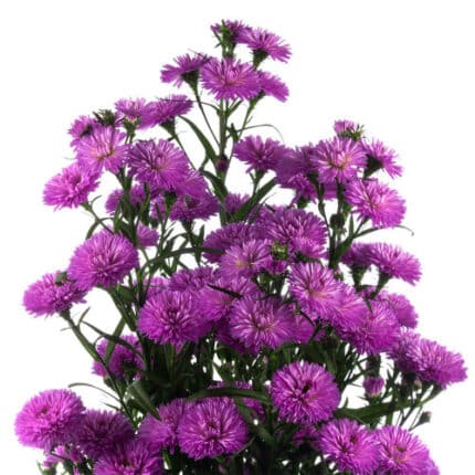 Casino Dbl Fushia fc